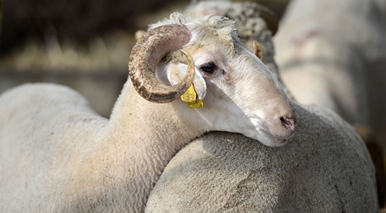 Kurban Duası Okunuşu ve Anlamı